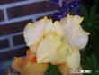 tn_gallery_5956_2442_40933.jpg