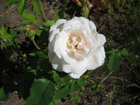 gallery_12351_2448_12802.jpg