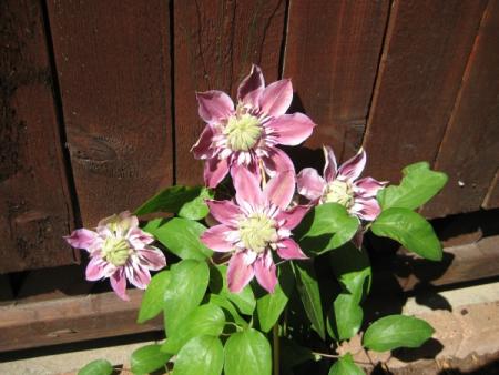 gallery_12351_2449_4561.jpg