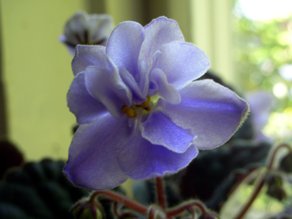 gallery_2821_2099_101265.jpg