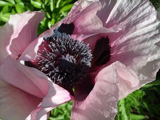 gallery_5307_536_7663.jpg
