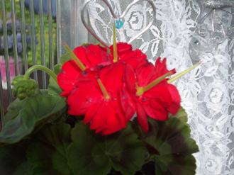 gallery_9596_2456_16949.jpg