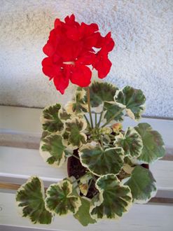 gallery_9596_2456_20163.jpg