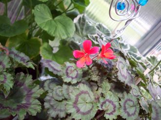 gallery_9596_2456_26906.jpg