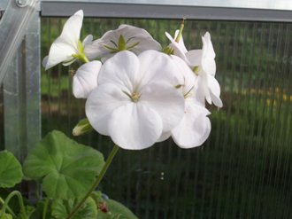 gallery_9596_2456_4339.jpg