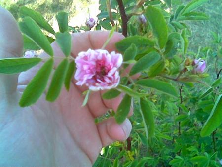gallery_2460_2308_28430.jpg
