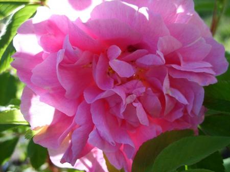 gallery_5307_2392_31812.jpg