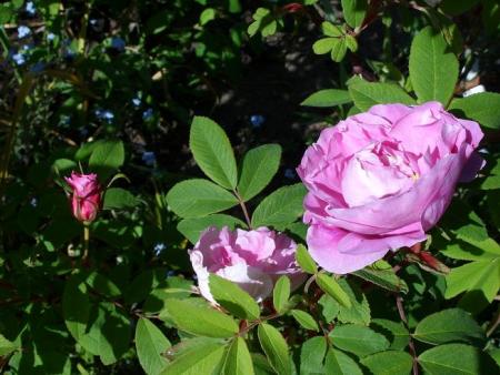 gallery_5307_2392_82405.jpg