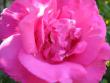 tn_gallery_5307_2392_4484.jpg