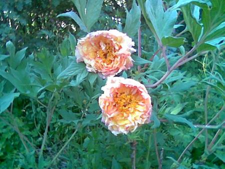 gallery_2460_1500_10927.jpg