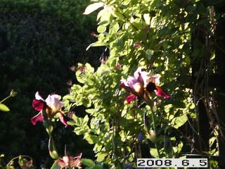 gallery_5956_2442_24811.jpg