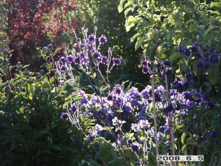 gallery_5956_2442_36877.jpg