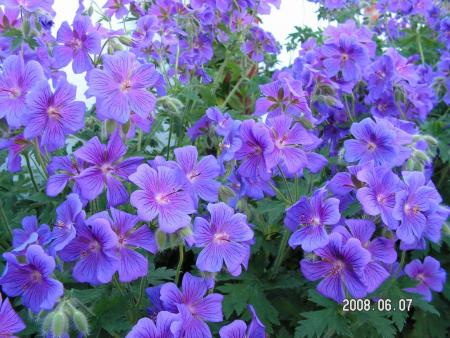 gallery_1786_2464_51443.jpg