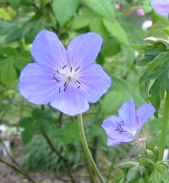 gallery_14_2465_10557.jpg