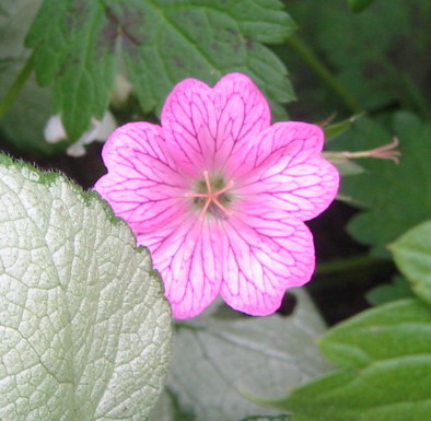 gallery_14_2465_46225.jpg