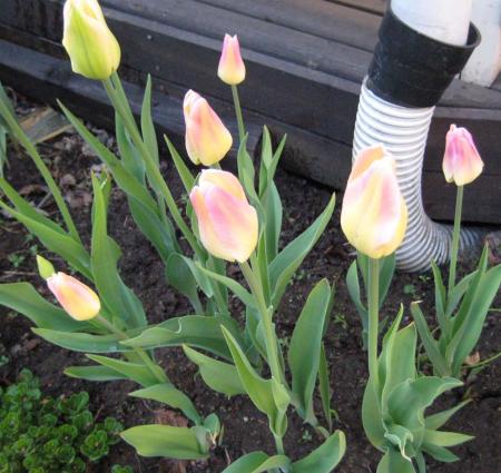 gallery_14_201_118521.jpg