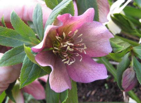 gallery_14_245_17431.jpg