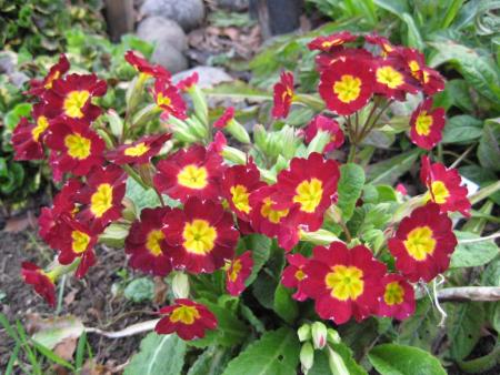 gallery_14_245_63085.jpg