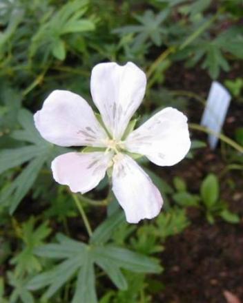 gallery_14_2465_10114.jpg
