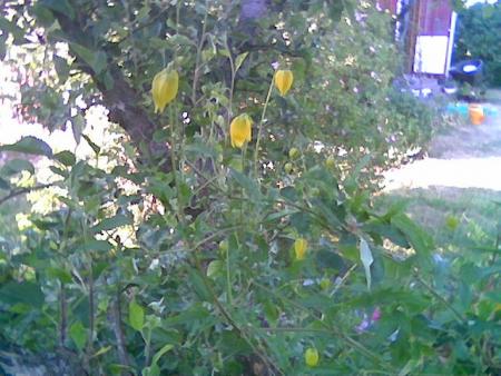 gallery_2460_1501_55736.jpg