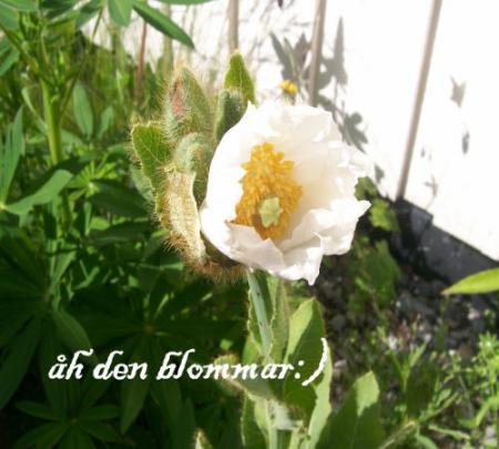 gallery_7440_2469_48820.jpg