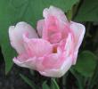 tn_gallery_14_201_29983.jpg