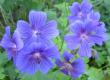 tn_gallery_14_2465_18658.jpg