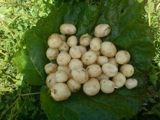 gallery_13074_2234_1318.jpg