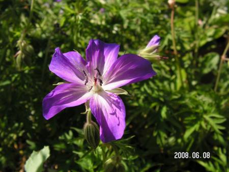 gallery_1786_2464_51217.jpg