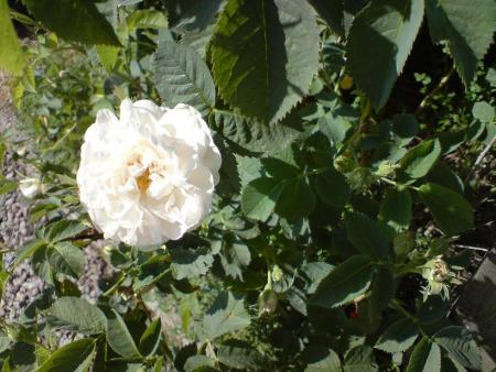 gallery_8516_2471_67269.jpg