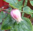 tn_gallery_14_55_15851.jpg