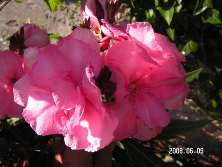 gallery_1786_950_102805.jpg