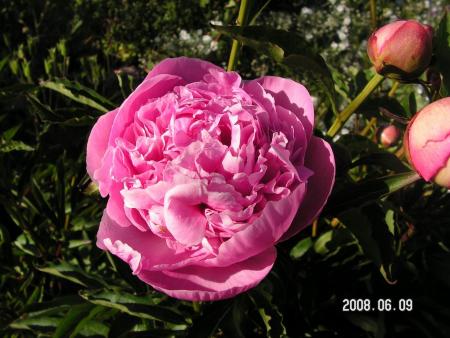 gallery_1786_950_143544.jpg