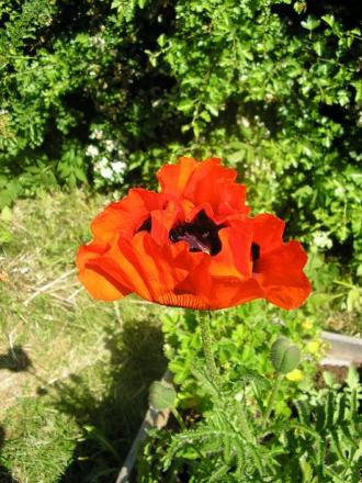 gallery_5006_2472_80555.jpg