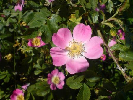 gallery_8516_2471_3078.jpg