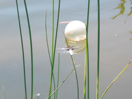 gallery_11521_2434_11896.jpg