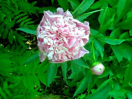gallery_2460_1500_57674.jpg