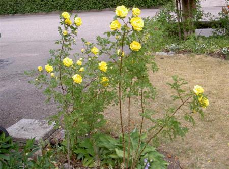 gallery_834_2476_102624.jpg