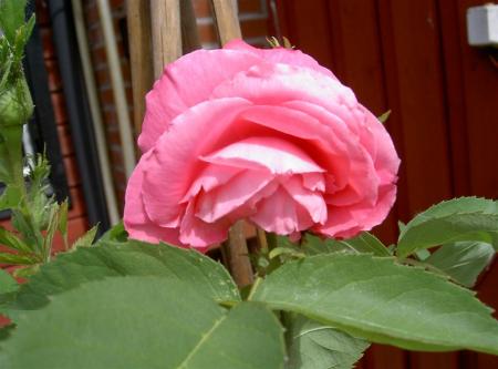 gallery_834_2476_12222.jpg