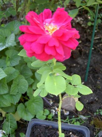 gallery_834_2476_15759.jpg