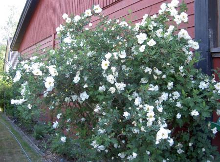 gallery_834_2476_201237.jpg