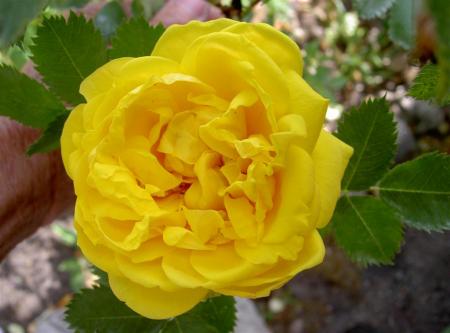 gallery_834_2476_4718.jpg