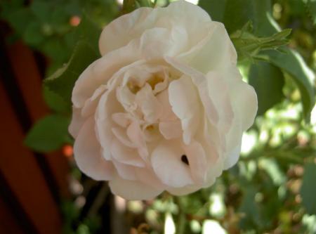 gallery_834_2476_51143.jpg