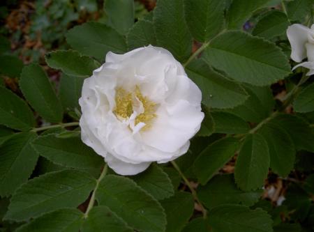 gallery_834_2476_60038.jpg