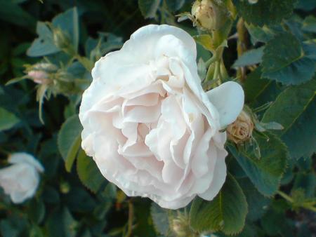 gallery_8516_2471_43238.jpg