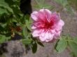 tn_gallery_834_2476_43400.jpg