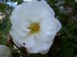 tn_gallery_834_2476_8781.jpg