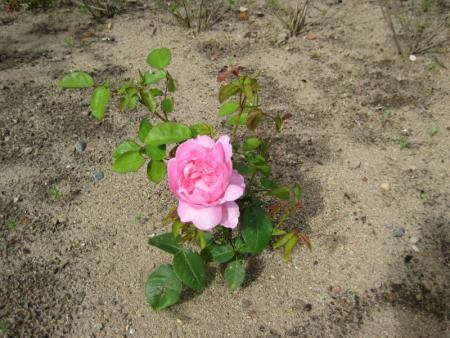 gallery_12351_2448_158562.jpg