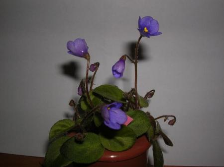 gallery_6805_2393_14533.jpg