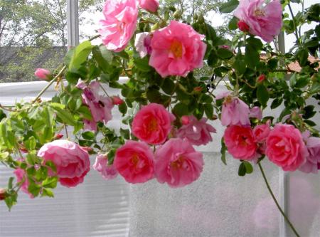 gallery_834_2476_44894.jpg